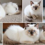 25 Ragdoll Cat Flame Point Pictures That Are Stunning