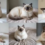 27 Male Ragdoll Cat Facts and Pictures